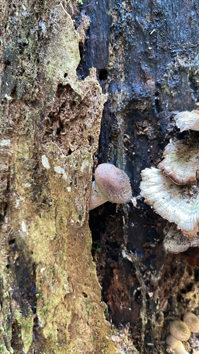 Bulbous Honey Fungus