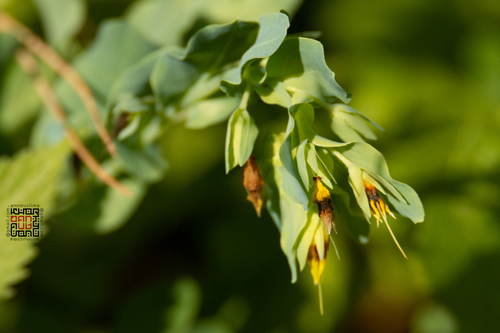 Cerinthe minor observed 2026-09-23
