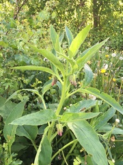 Symphytum officinale