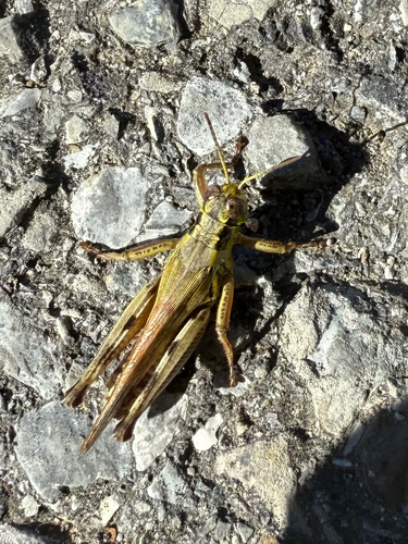 Red-legged Grasshopper
