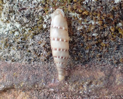 Papillifera papillaris