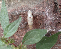 Papillifera papillaris