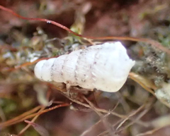 Papillifera papillaris