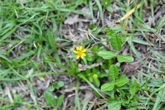 Melampodium montanum