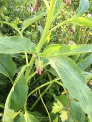 Symphytum officinale