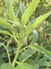 Symphytum officinale