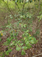 Phytomyza ilicis group