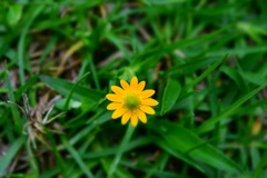 Melampodium montanum