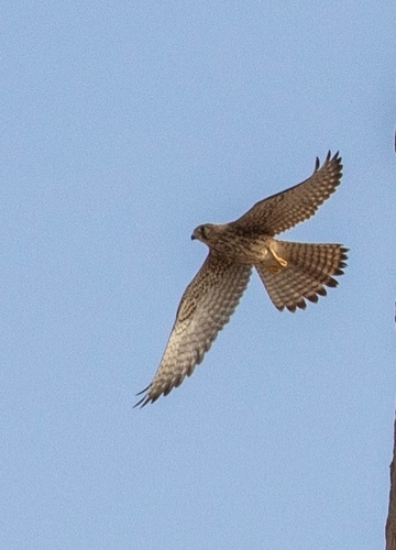 Eurasian Kestrel