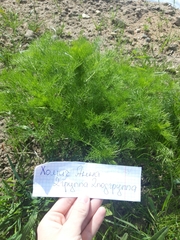 Tripleurospermum inodorum