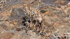 Dudleya abramsii abramsii