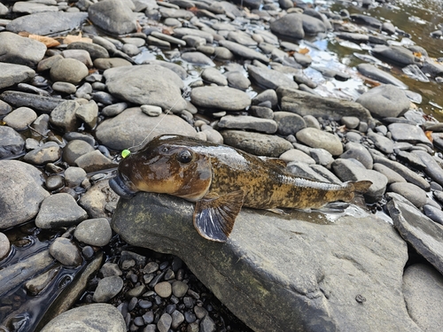 Northern Hog Sucker