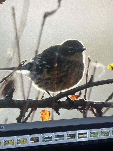 Yellow-rumped Warbler