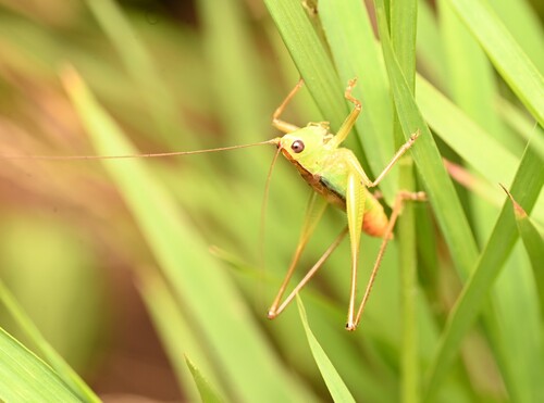 Yellowtail Meadow Katydid