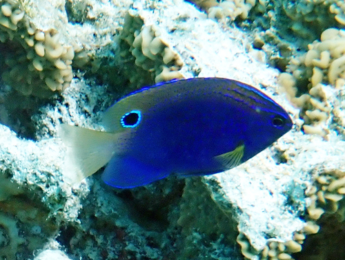 Pomacentrus vaiuli observed 2026-10-08