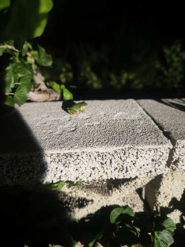 European Tree Frog