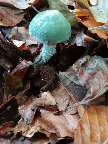 Verdigris Agaric