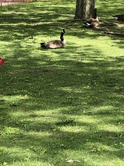 Branta canadensis canadensis
