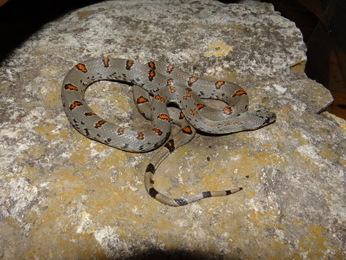Gray-banded Kingsnake