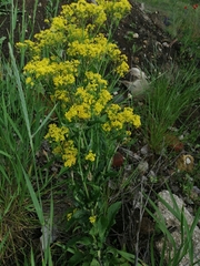 Isatis tinctoria