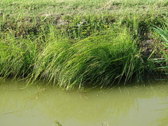 Carex elata