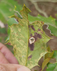 Phytomyza ilicis group