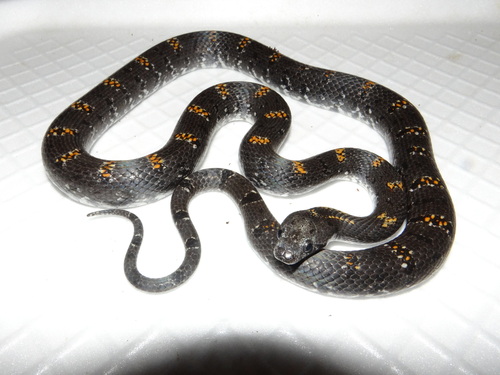Gray-banded Kingsnake