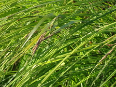 Carex elata