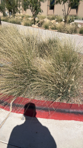 sideoats grama