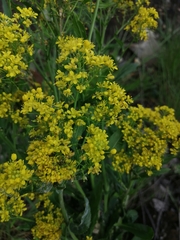 Isatis tinctoria
