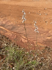 Delphinium carolinianum