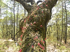 Aporocactus flagelliformis