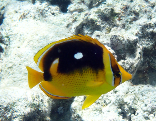 Chaetodon quadrimaculatus observed 2026-10-08