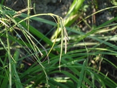 Carex elata
