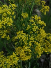 Isatis tinctoria