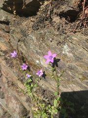 Campanula lusitanica lusitanica