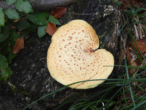 Dryad's Saddle