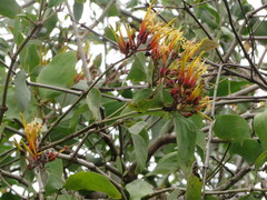 Psittacanthus cucullaris