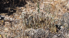 Dudleya abramsii abramsii
