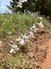 Delphinium carolinianum