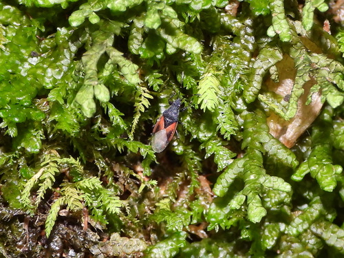 Lime seed bug