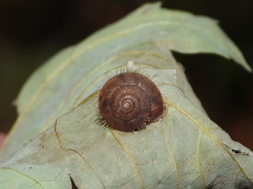 Ciliate Snail