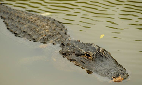 American Alligator photographed in Oklahoma