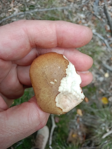 Bitter Bolete