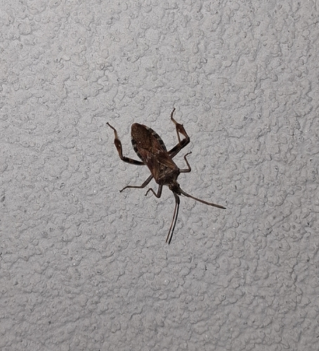 Western Conifer Seed Bug