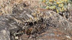 Dudleya abramsii abramsii