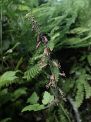 Tolmiea diplomenziesii