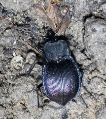 Scaphinotus elevatus