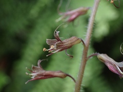 Tolmiea diplomenziesii