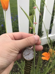 Eschscholzia californica